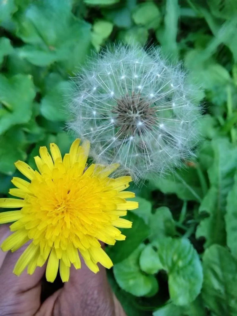 Dandelion