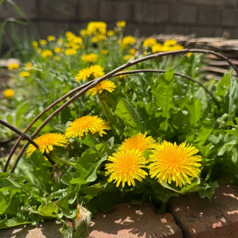 Dandelion