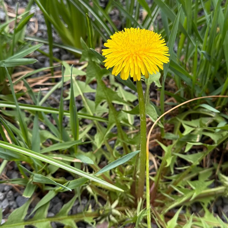 Dandelion
