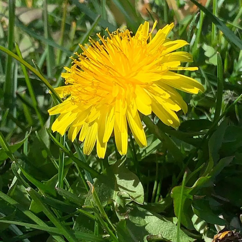 Dandelion