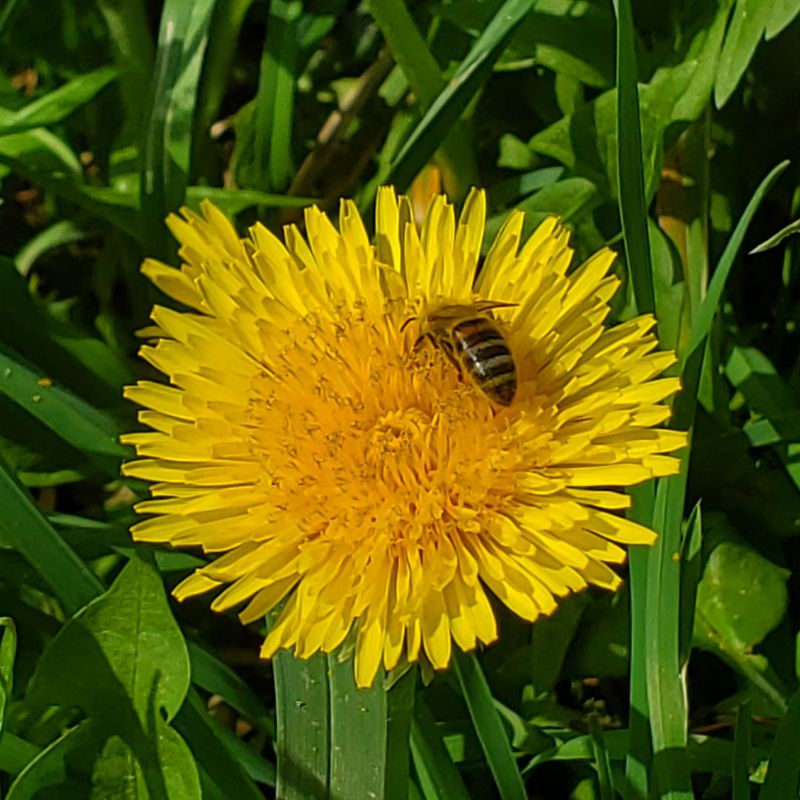 Dandelion
