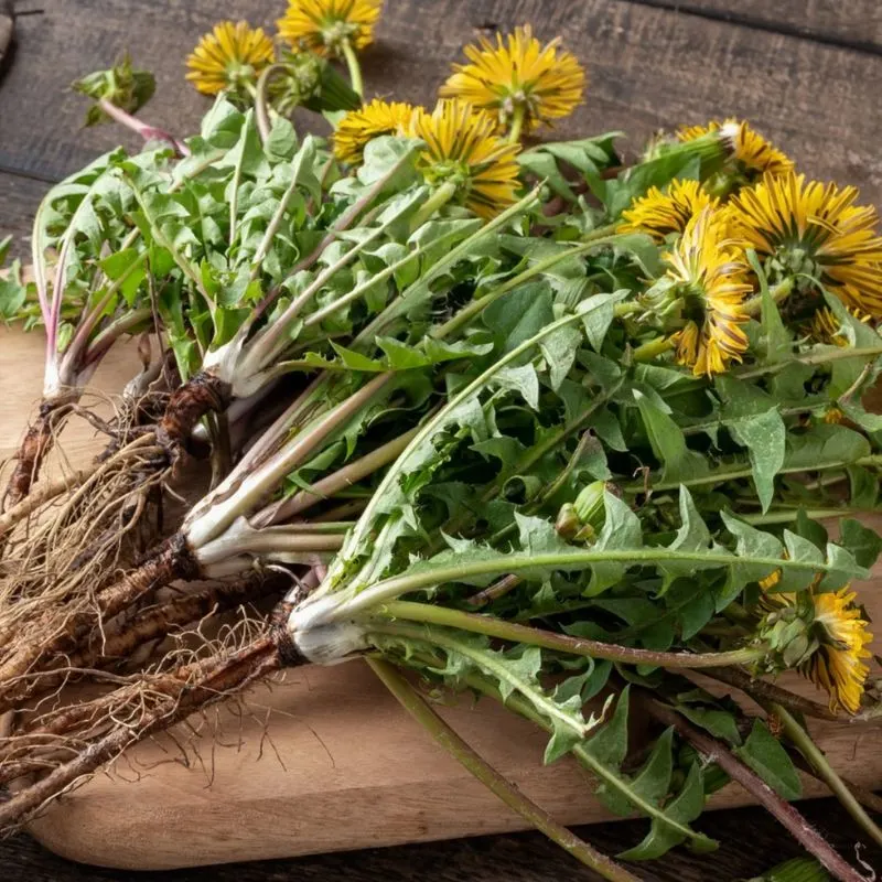 Dandelion Greens
