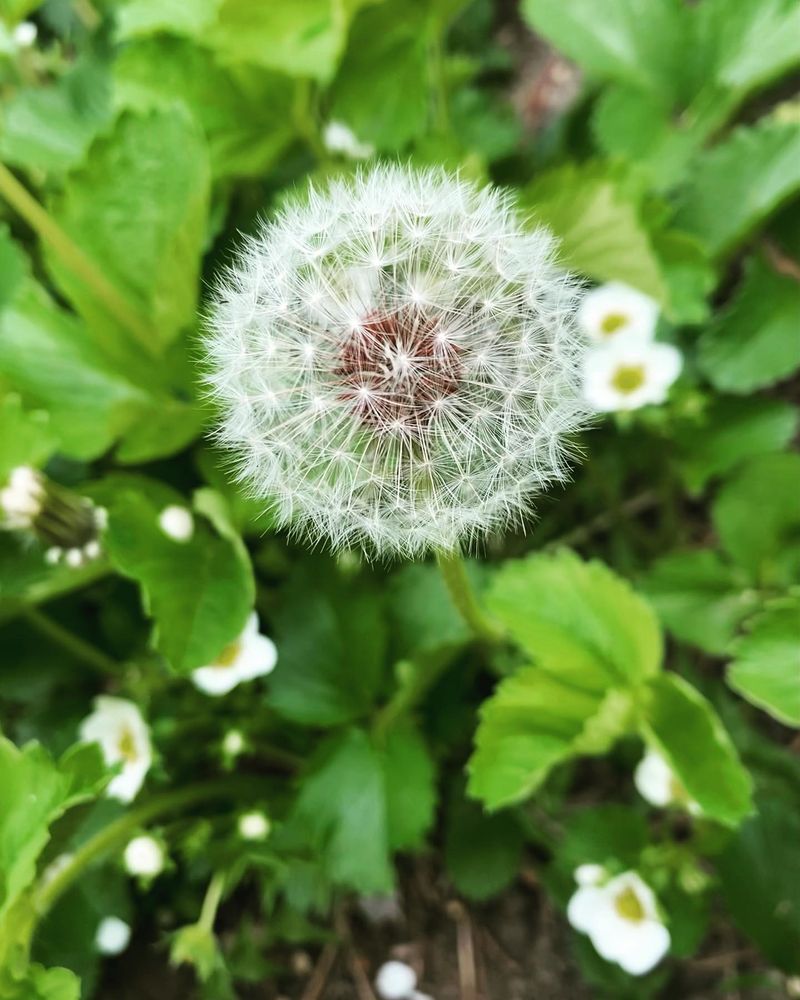 Dandelions
