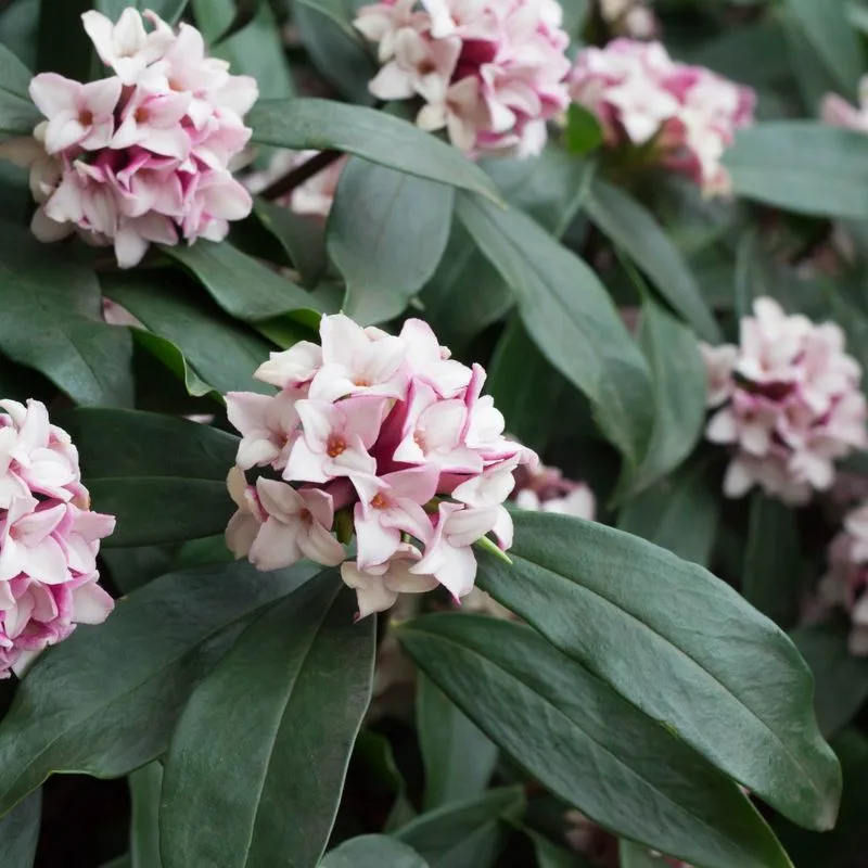 Daphne