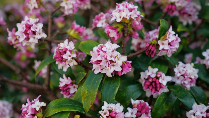 Daphne (Daphne spp.)