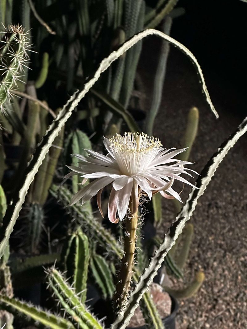 Queen of the Night Cactus