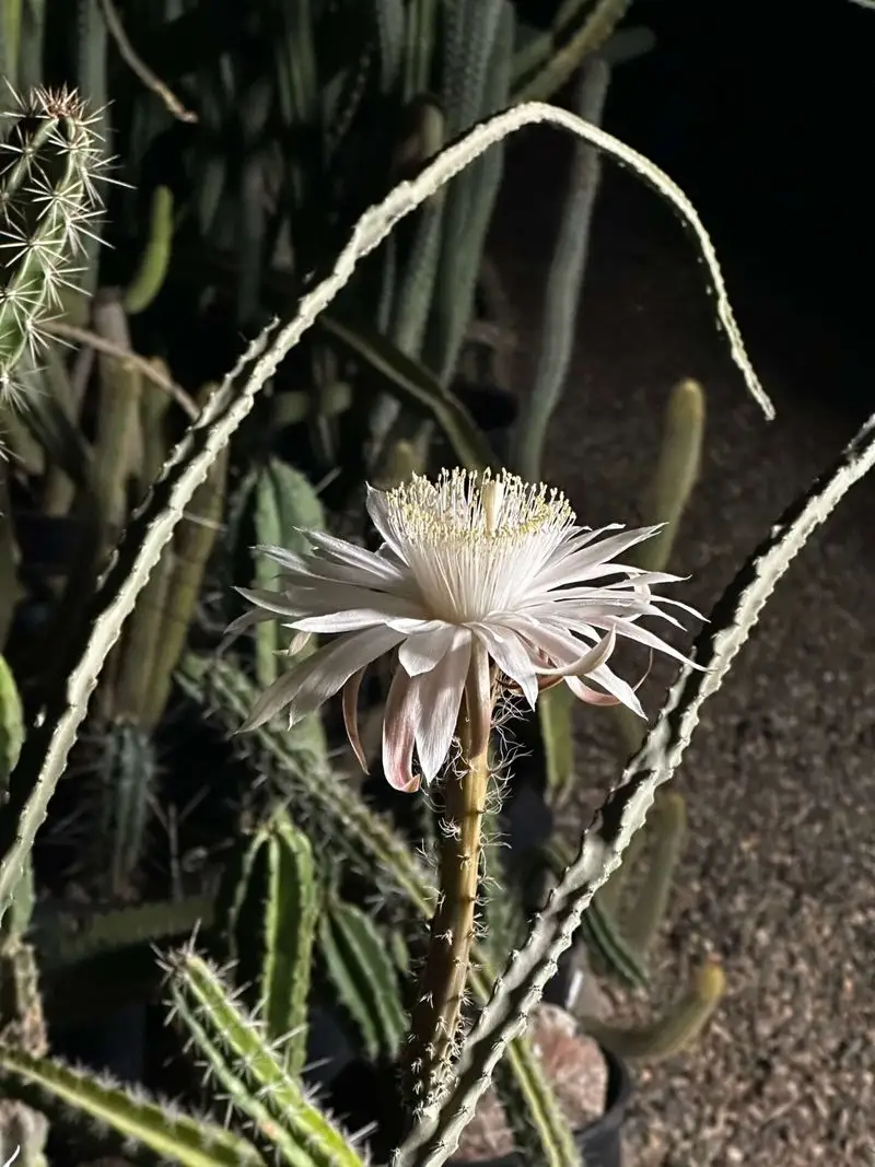 Queen of the Night Cactus