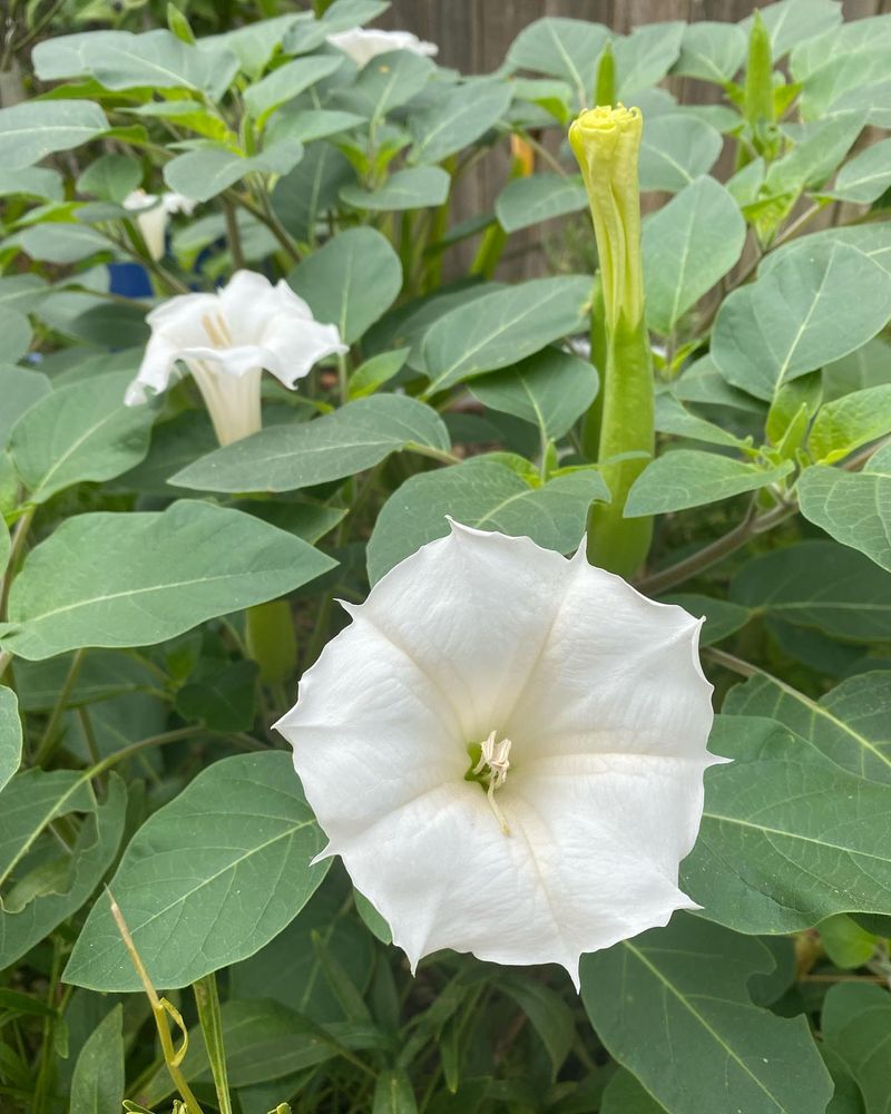 Datura