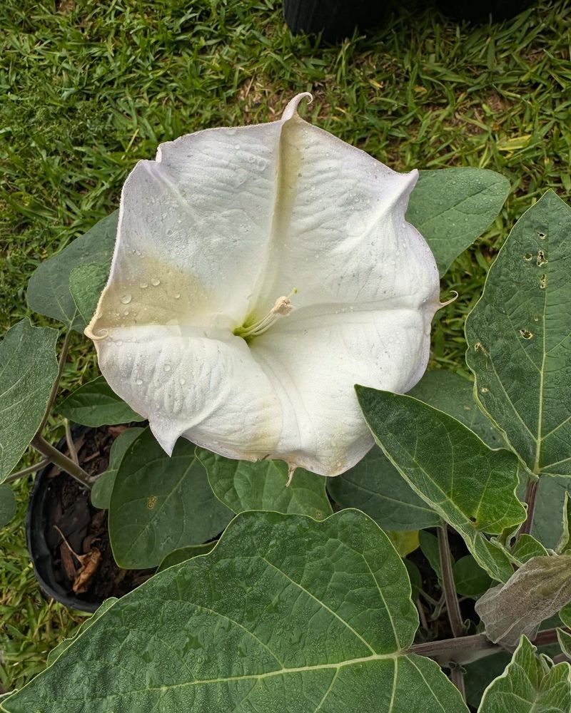 Datura