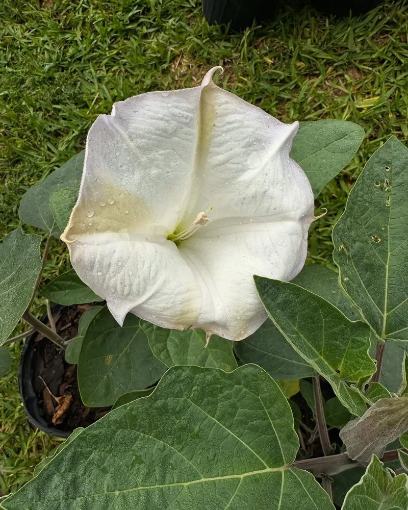 Datura