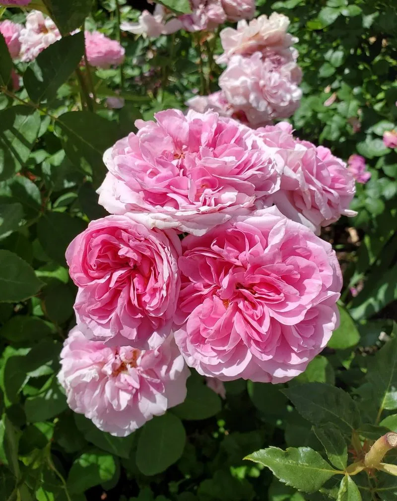 David Austin's Gertrude Jekyll