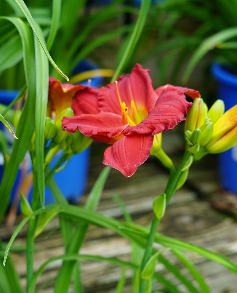 Daylilies