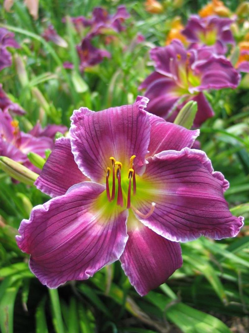 Daylilies