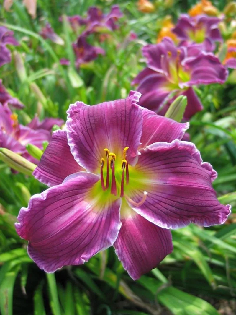 Daylilies