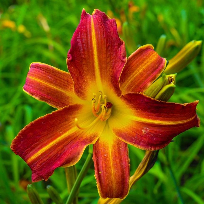 Daylilies