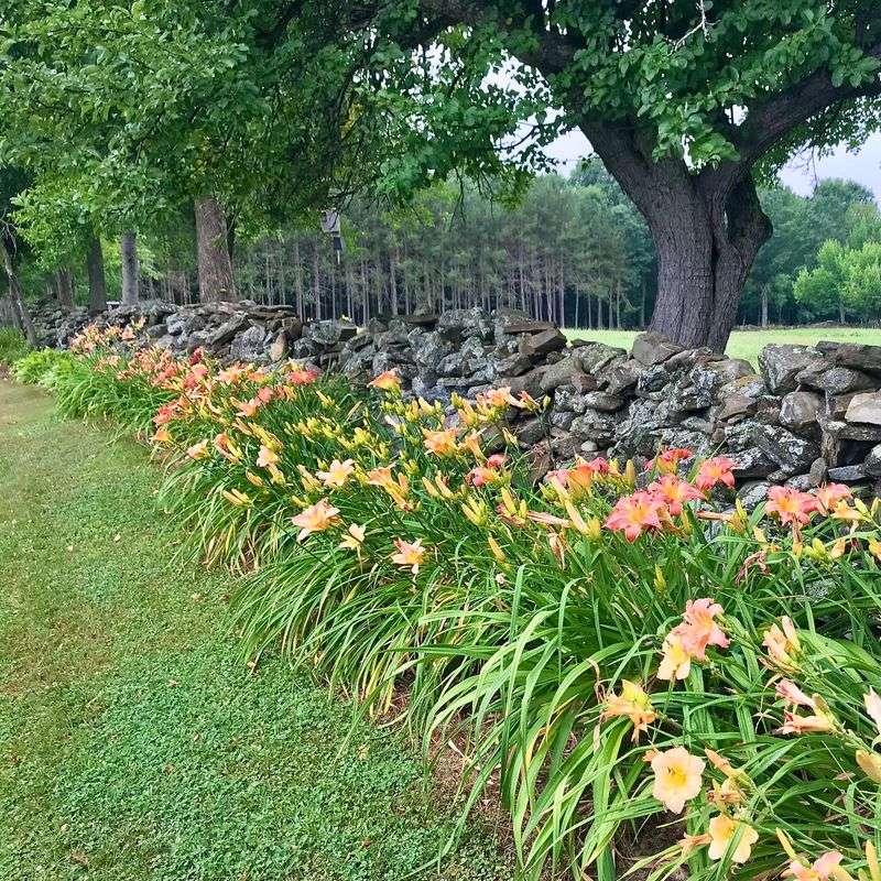 Daylilies