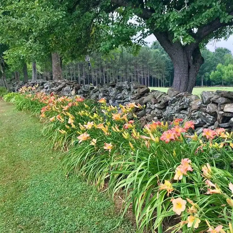 Daylilies