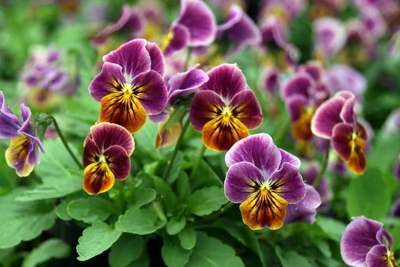Violas