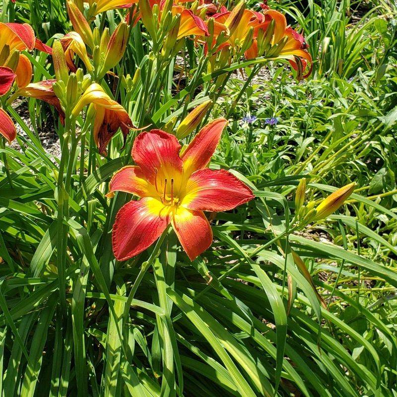 Daylilies