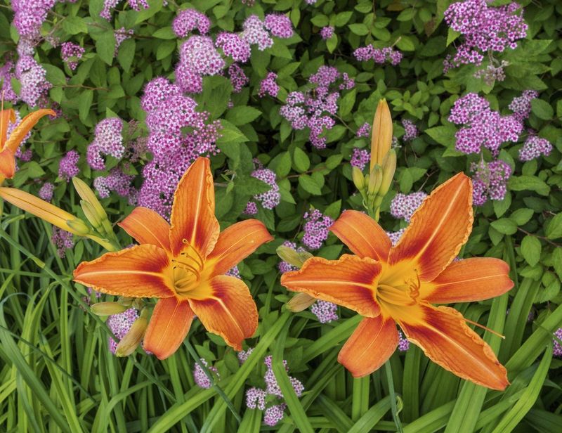 Daylilies and Irises