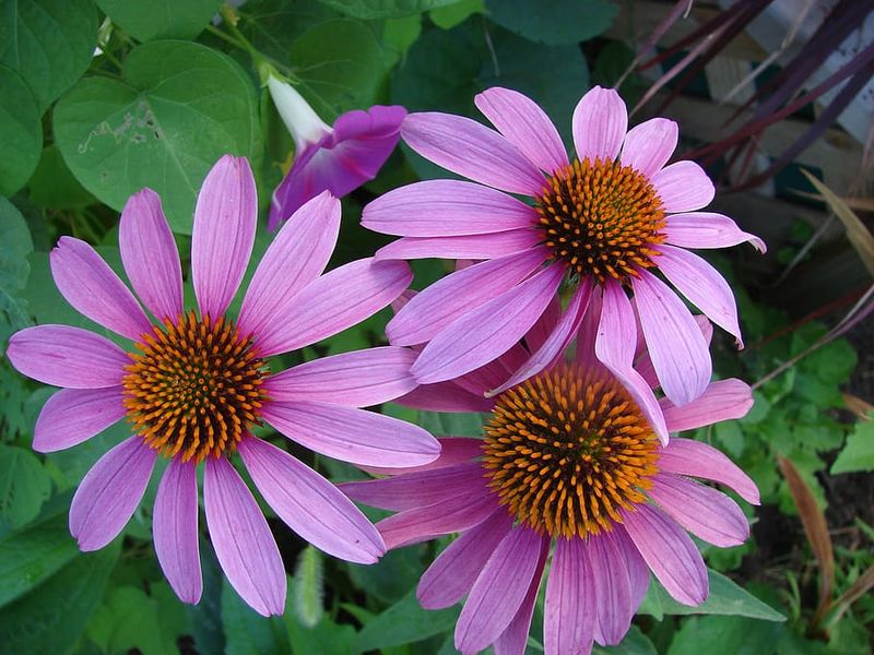 Coneflower