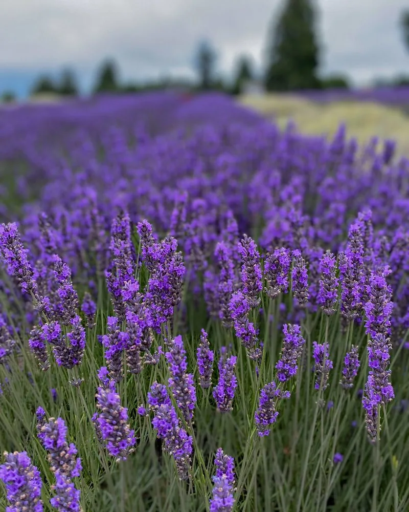 Lavender