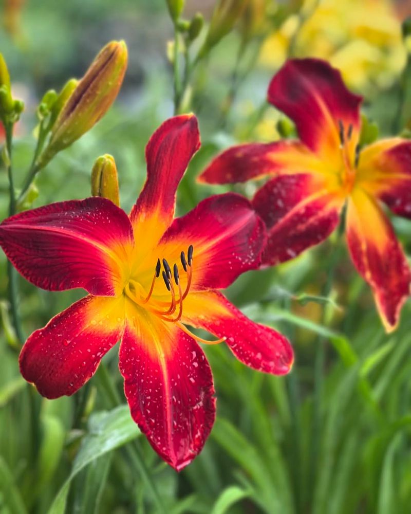 Daylily