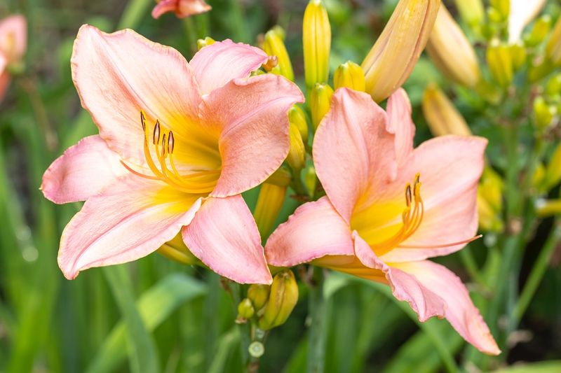 Daylily