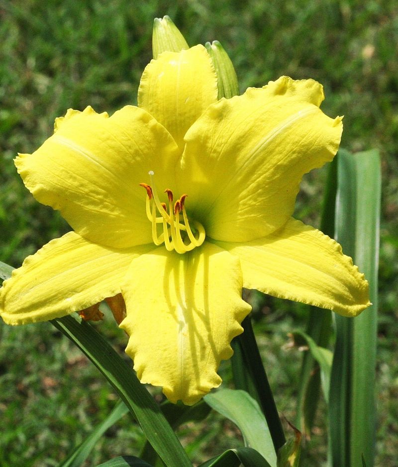 Daylily