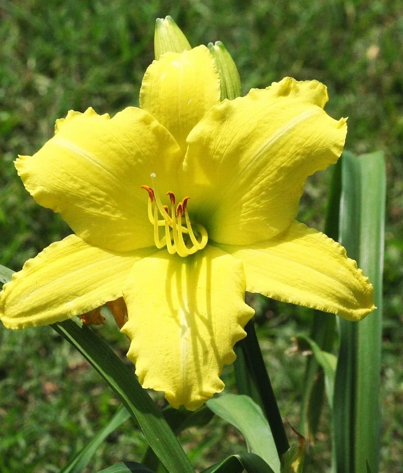 Daylily