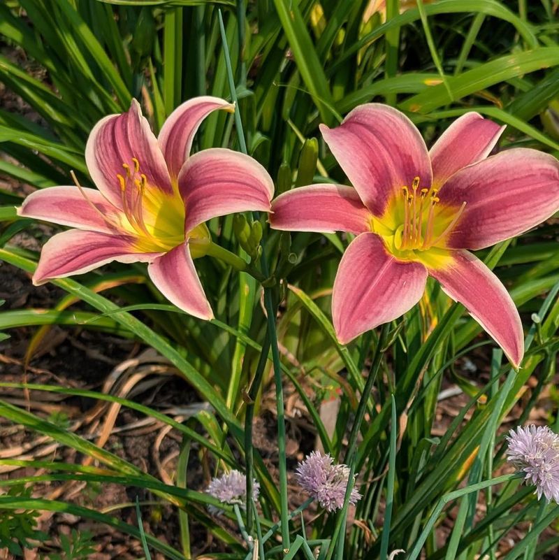 Daylily