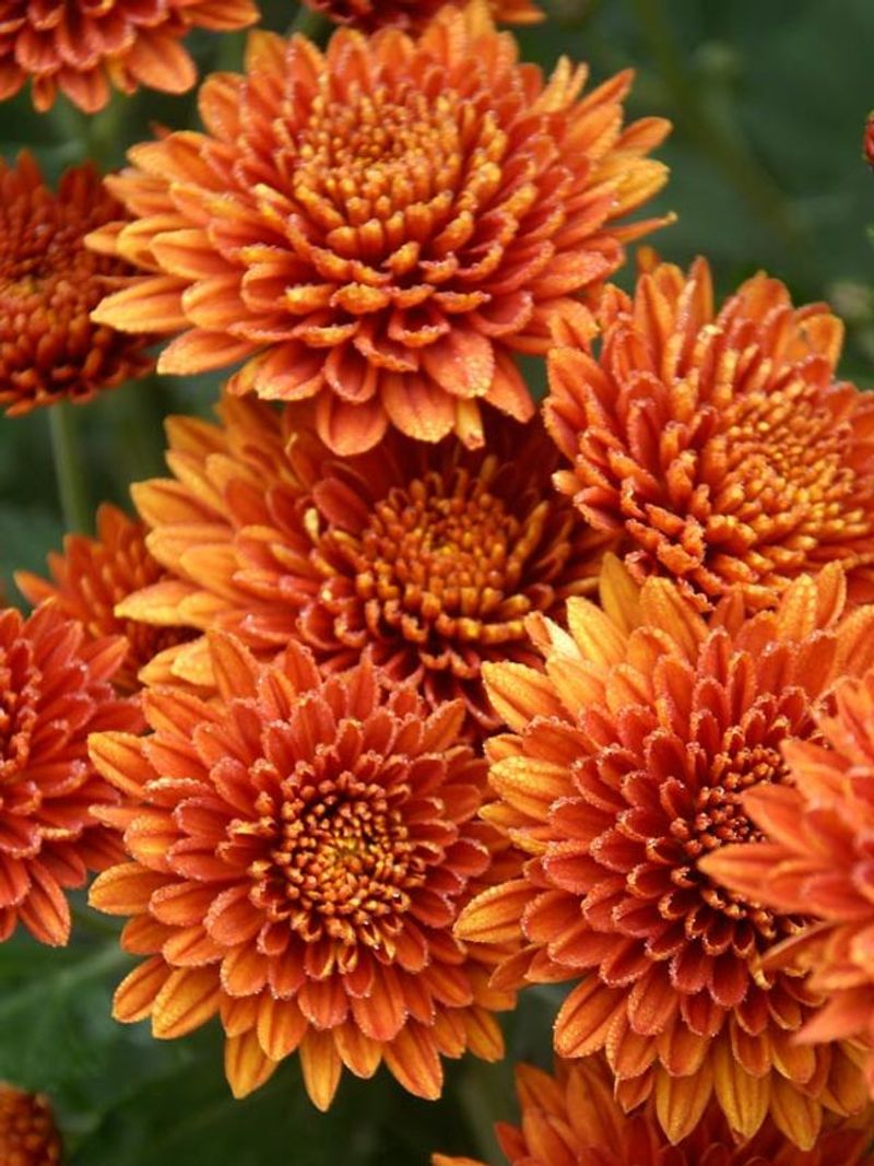 Chrysanthemum