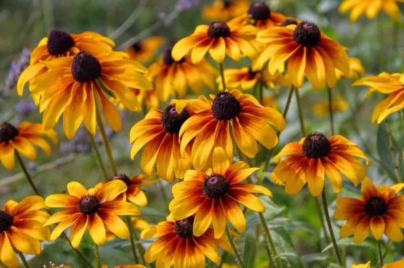 Black-eyed Susan (Rudbeckia)
