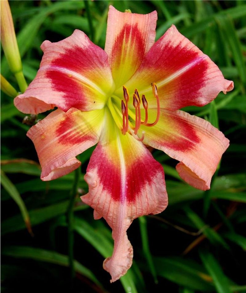 Daylily (Hemerocallis)