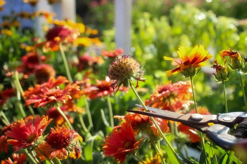 Deadheading Flowers