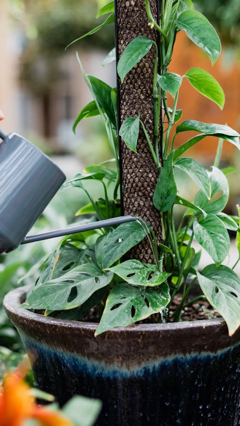 Deep Watering Techniques