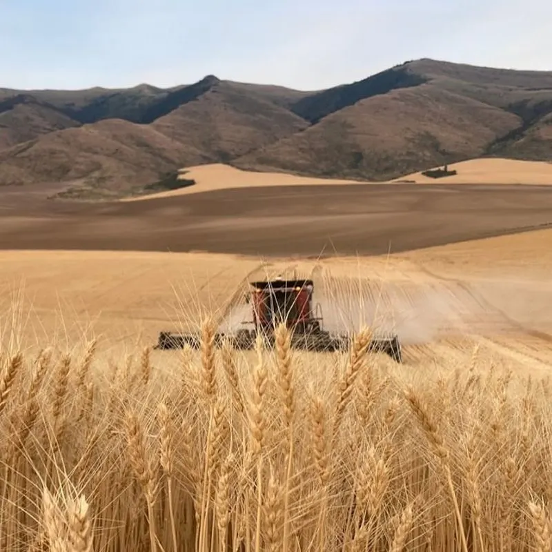 Desert Agriculture