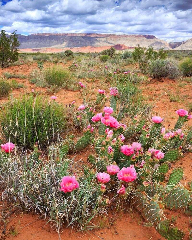 Desert Blooms