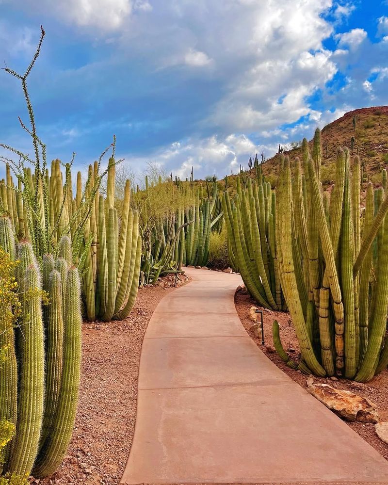 Desert Botanical Garden, USA