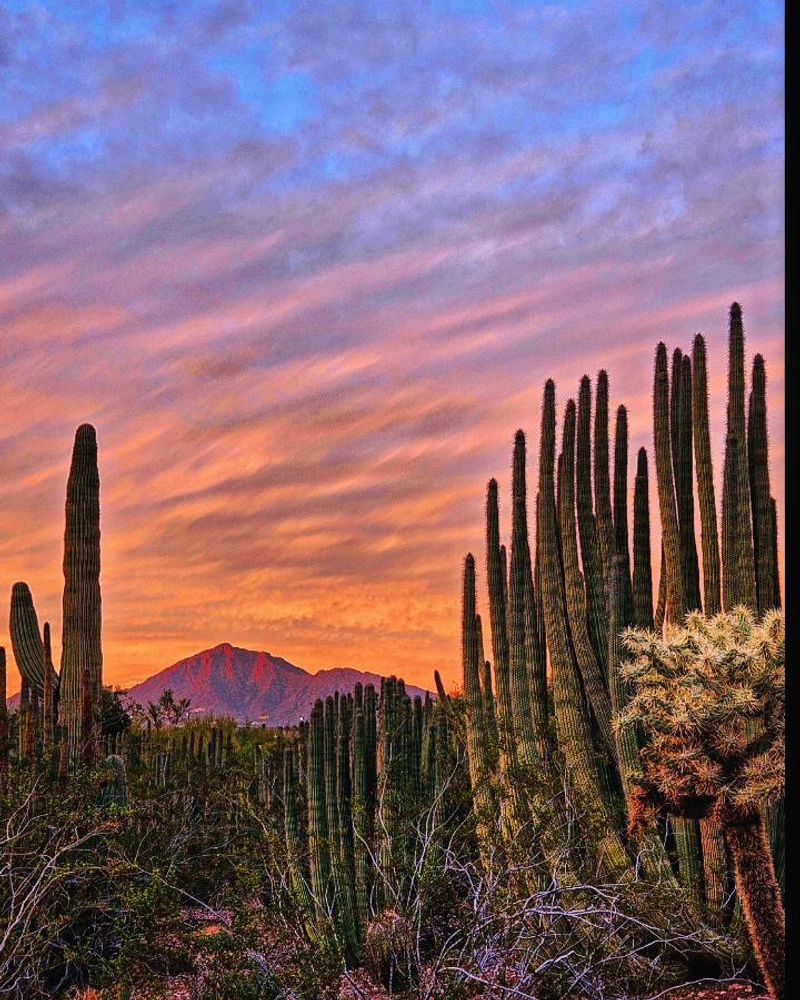 Desert Botanical Garden