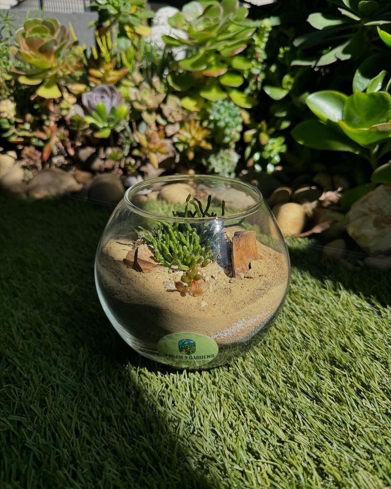 Desert Oasis Terrarium