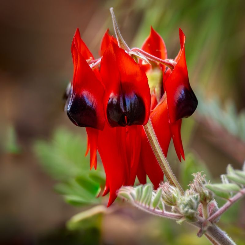 Desert Pea