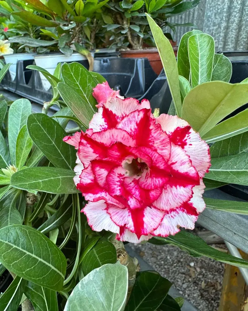 Desert Rose (Adenium)