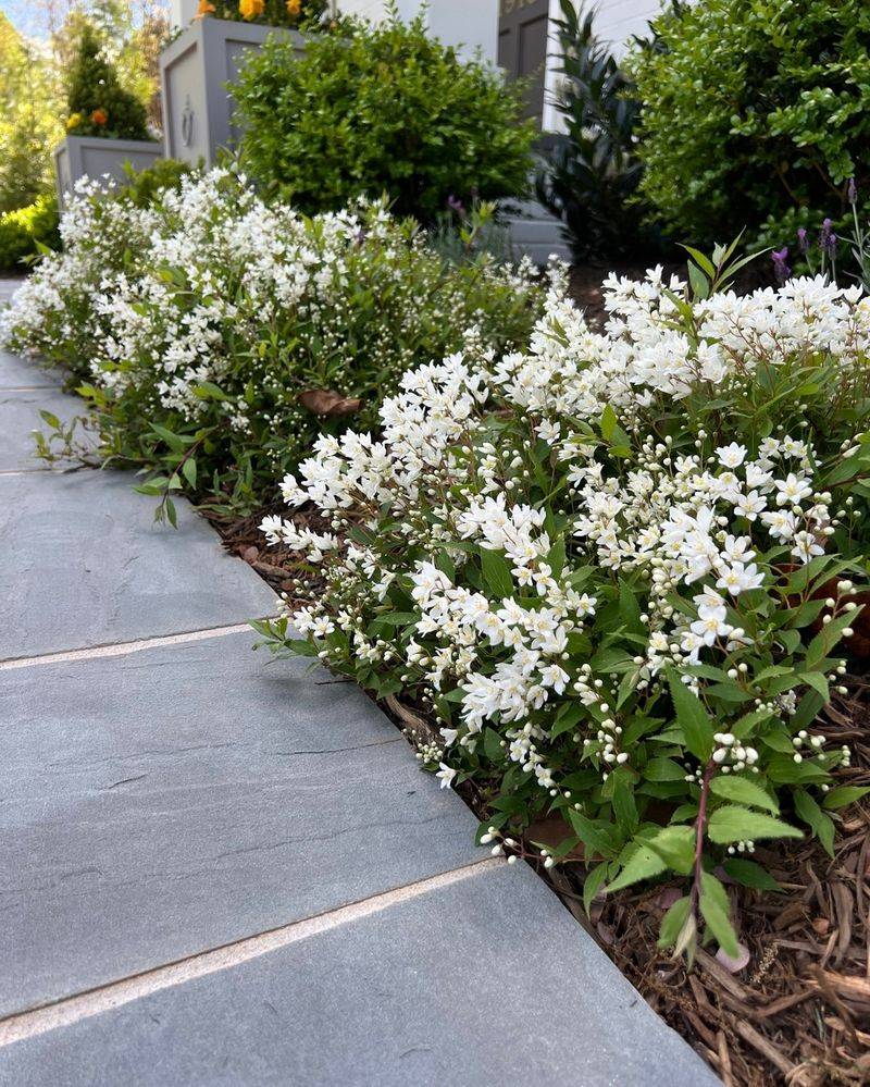 Deutzia