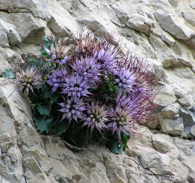 Devil's Claw