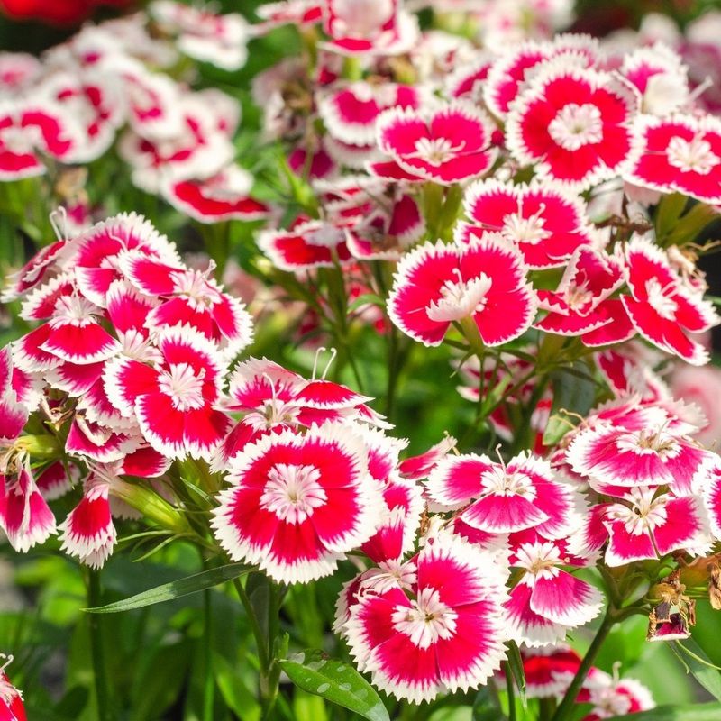Dianthus