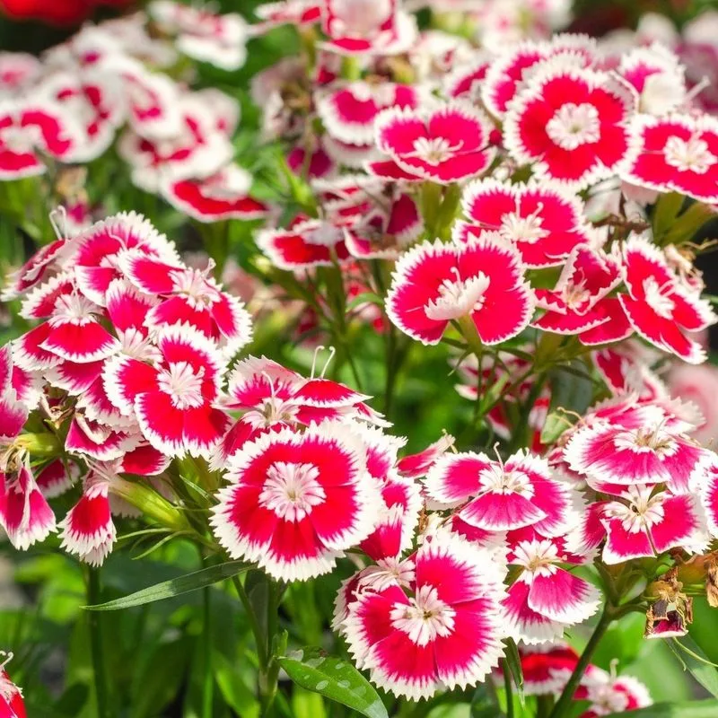 Dianthus
