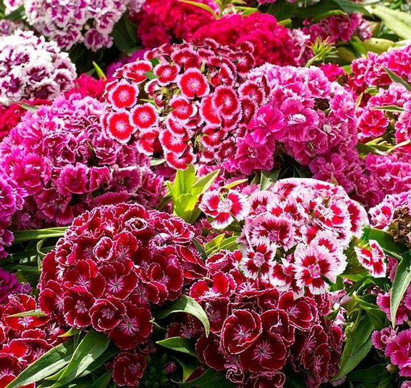Dianthus