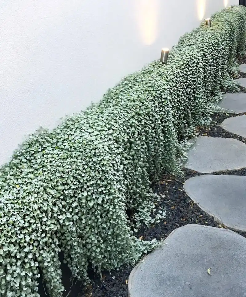 Dichondra