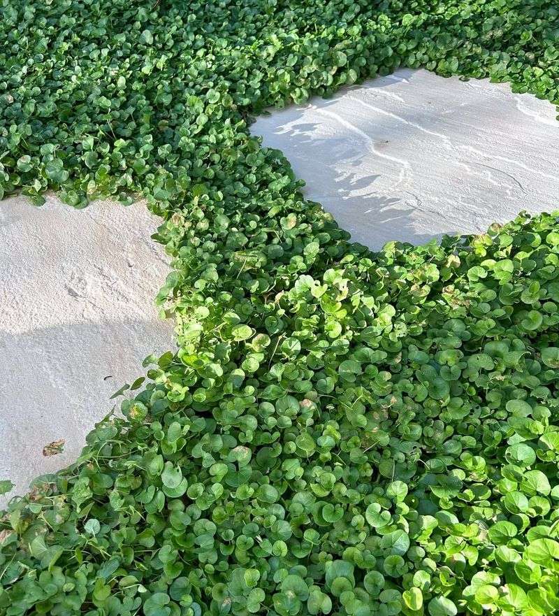 Dichondra